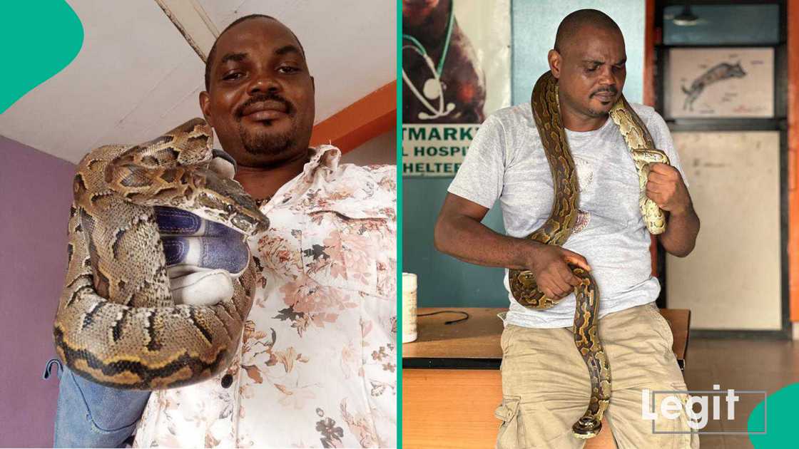 Vet Lists Four Signs a Snake May Be Hiding in Your Home