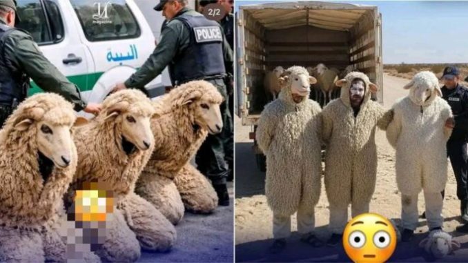 Border Officials Uncover Unusual Smuggling Attempt as Three Men Disguise as Sheep